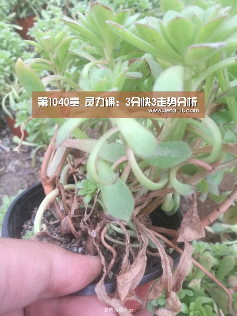 3分快3走势分析